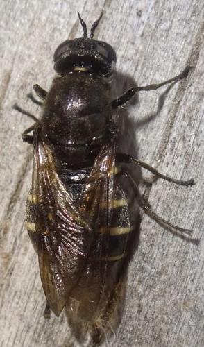 Lasiopa tsacasi